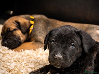 Presa Canario dogs Working Line Presa Canario Puppies - Advert 1