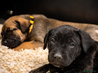 Presa Canario dogs Working Line Presa Canario Puppies - Advert 1