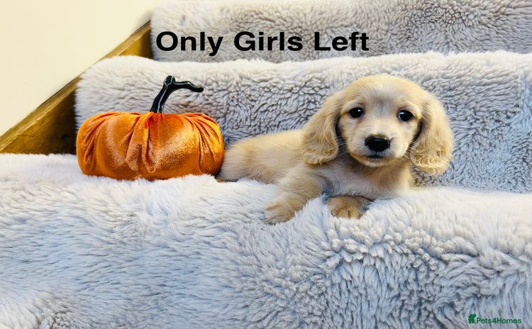 Miniature Dachshund dogs - Advert 2