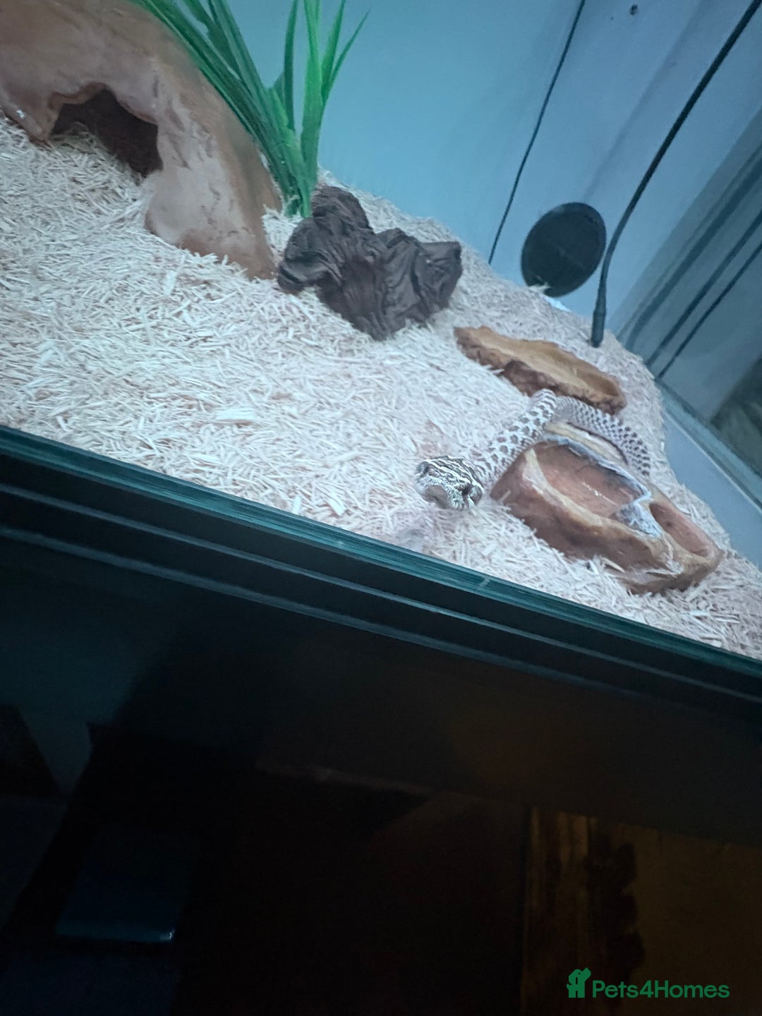Snake reptiles for sale: Toffee belly hognose  - Image 3