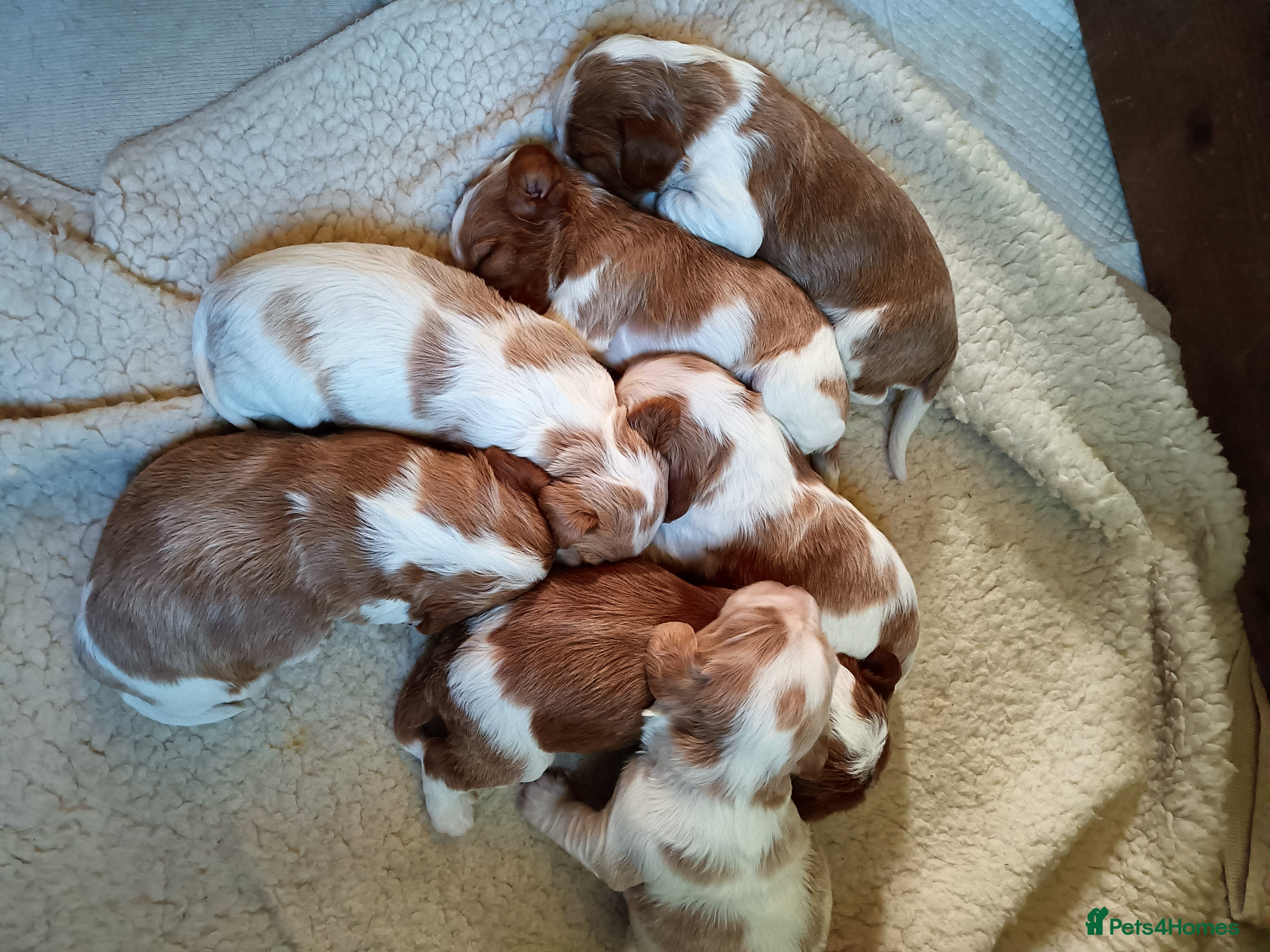 Cockalier dogs Cockalier puppies all parents fully health checked - Advert 1