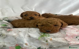 Toy Poodle dogs for sale: KC registered tiny toy poodles  - Image 5