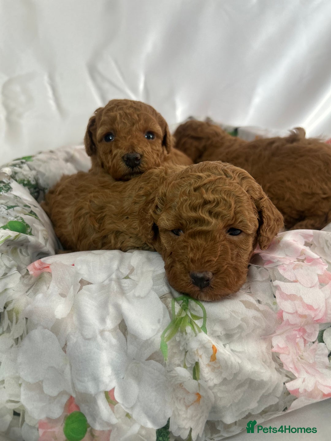 Toy Poodle dogs for sale: KC registered tiny toy poodles  - Image 5