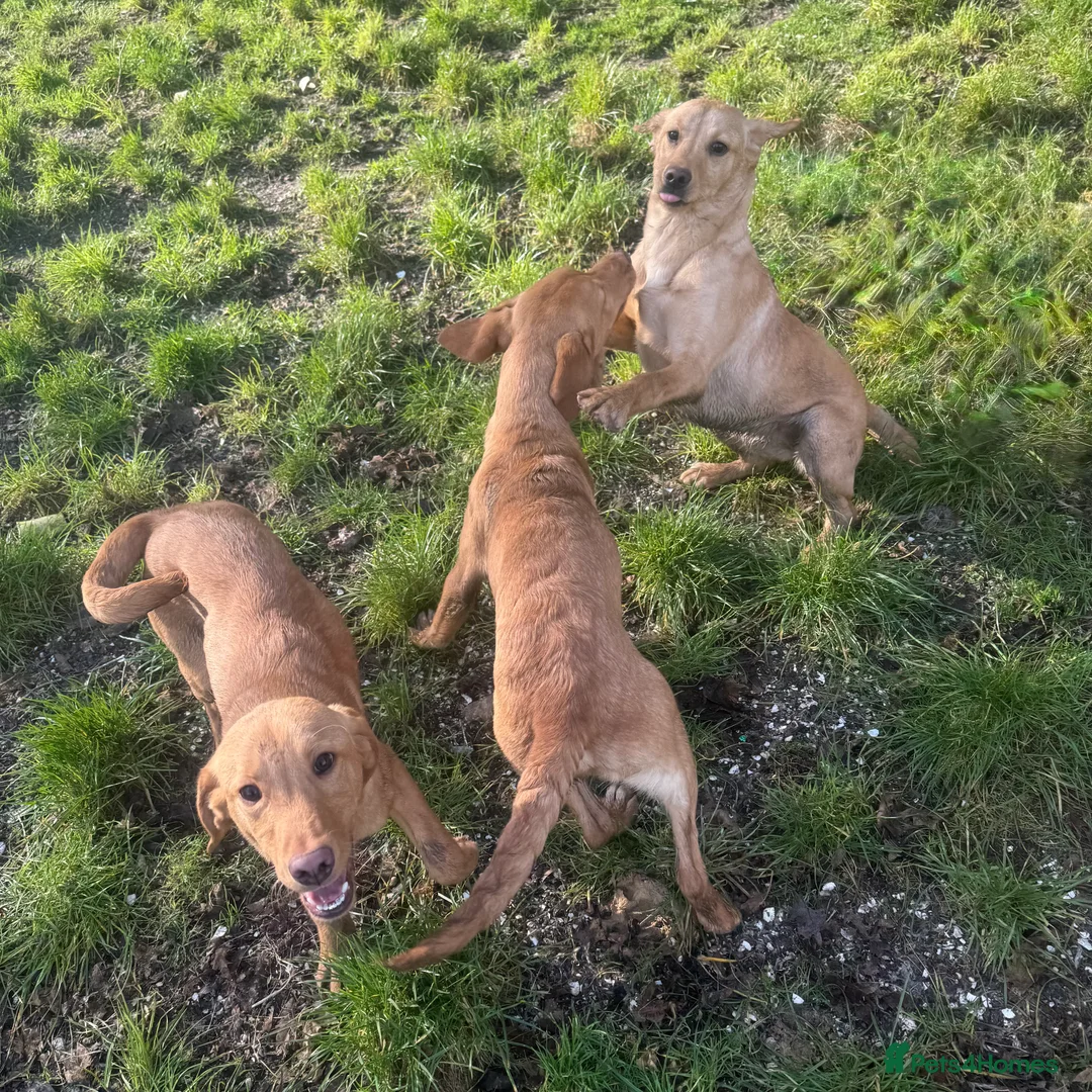 Labrador Retriever dogs for sale: 🧡 Older Yellow & Red RKC Labrador Boys 💛 - Advert 13