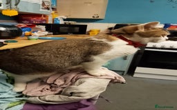 Mixed Breed cats for sale: Scottish straight cross kittens  - Image 24