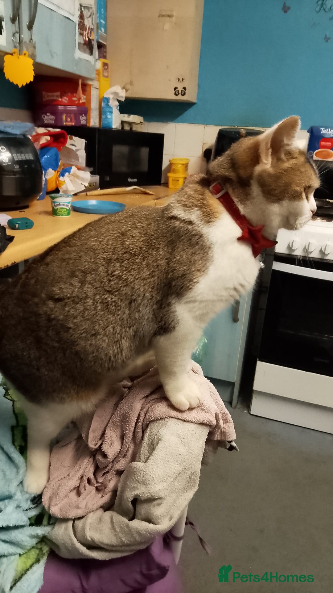 Mixed Breed cats for sale: Scottish straight cross kittens  - Image 24