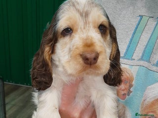 Cocker Spaniel dogs KC Show Cocker Spaniel * 2 LEFT * DNA Simbawood - Advert 18