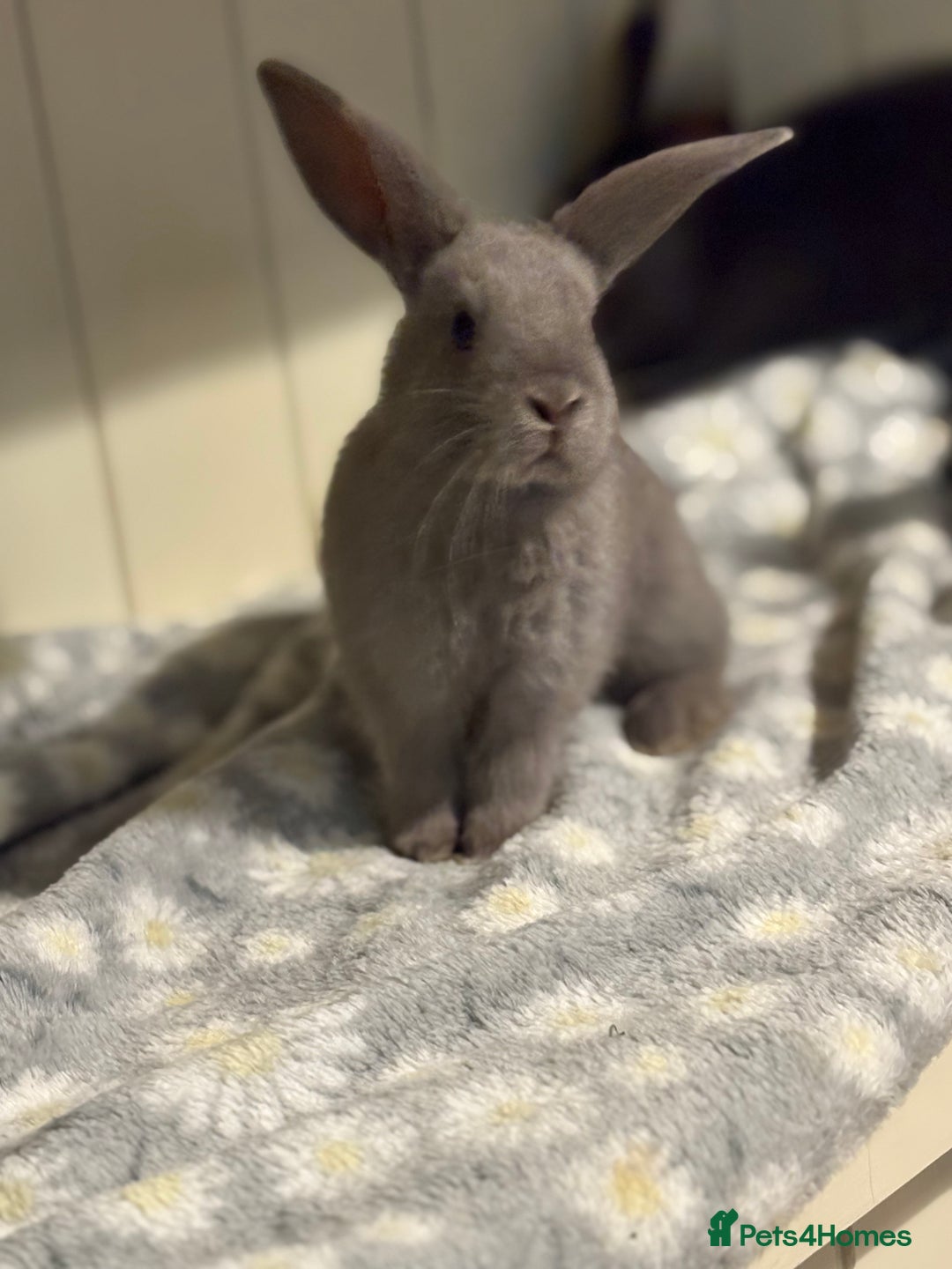 Mini Lop rabbits for sale: Vaccinated/raised indoors, mini lops and lion lop  - Advert 27