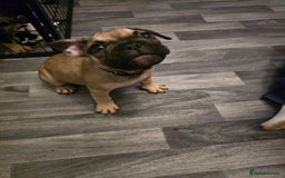 French Bulldog dogs for sale: Frenchie puppies - Image 8