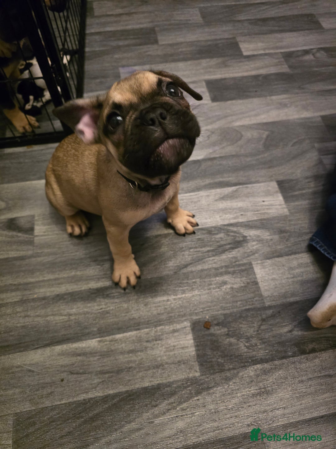 French Bulldog dogs for sale: Frenchie puppies - Image 8