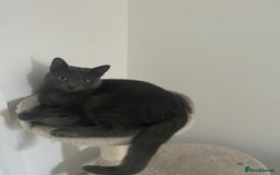 Russian Blue cats for sale: (FREE)Gorgeous 2 year old female cat for adoption  - Image 8
