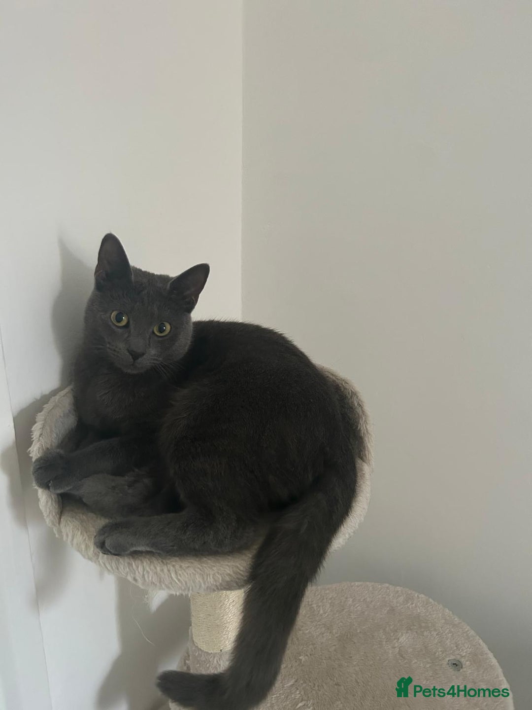 Russian Blue cats for sale: (FREE)Gorgeous 2 year old female cat for adoption  - Image 8