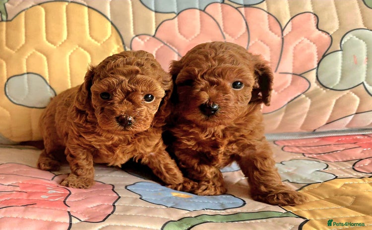 Toy Poodle dogs - Advert 2