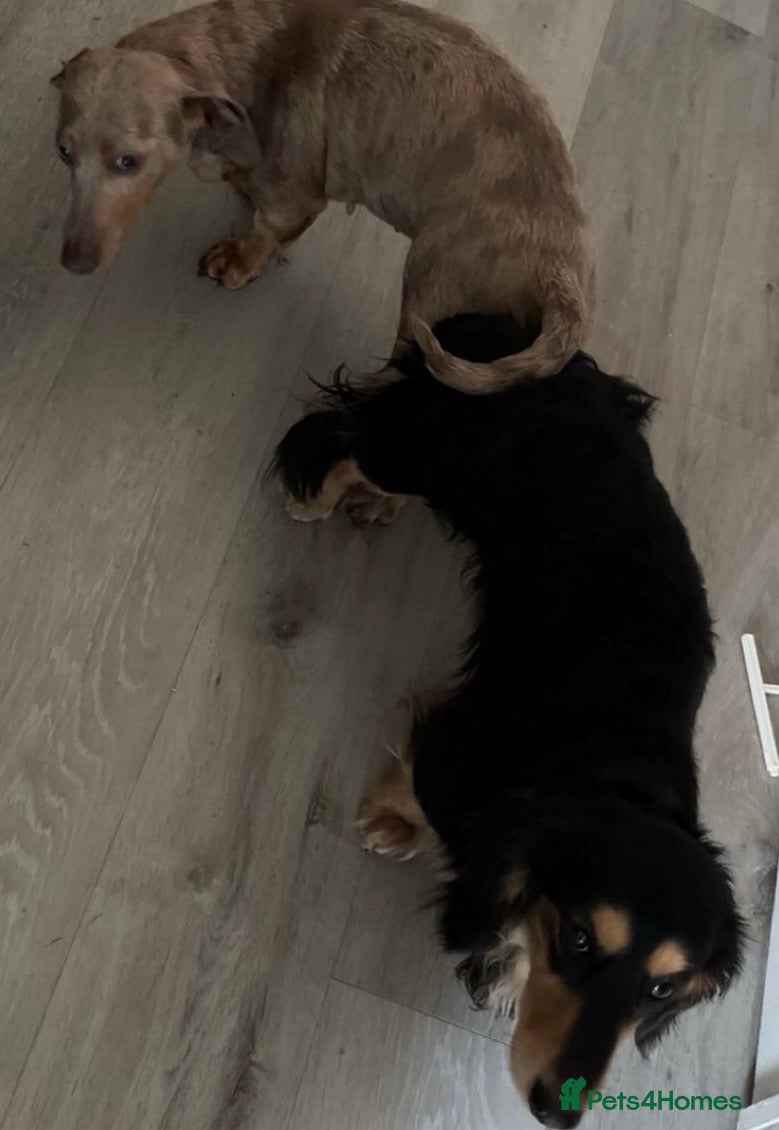 Miniature Dachshund dogs KC registered Miniature Dachshund Stud Available. - Advert 2