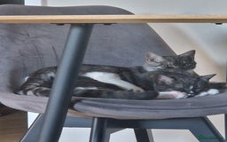 Ragdoll cats for sale: 2 ragdoll x british shorthair kittens  - Image 8