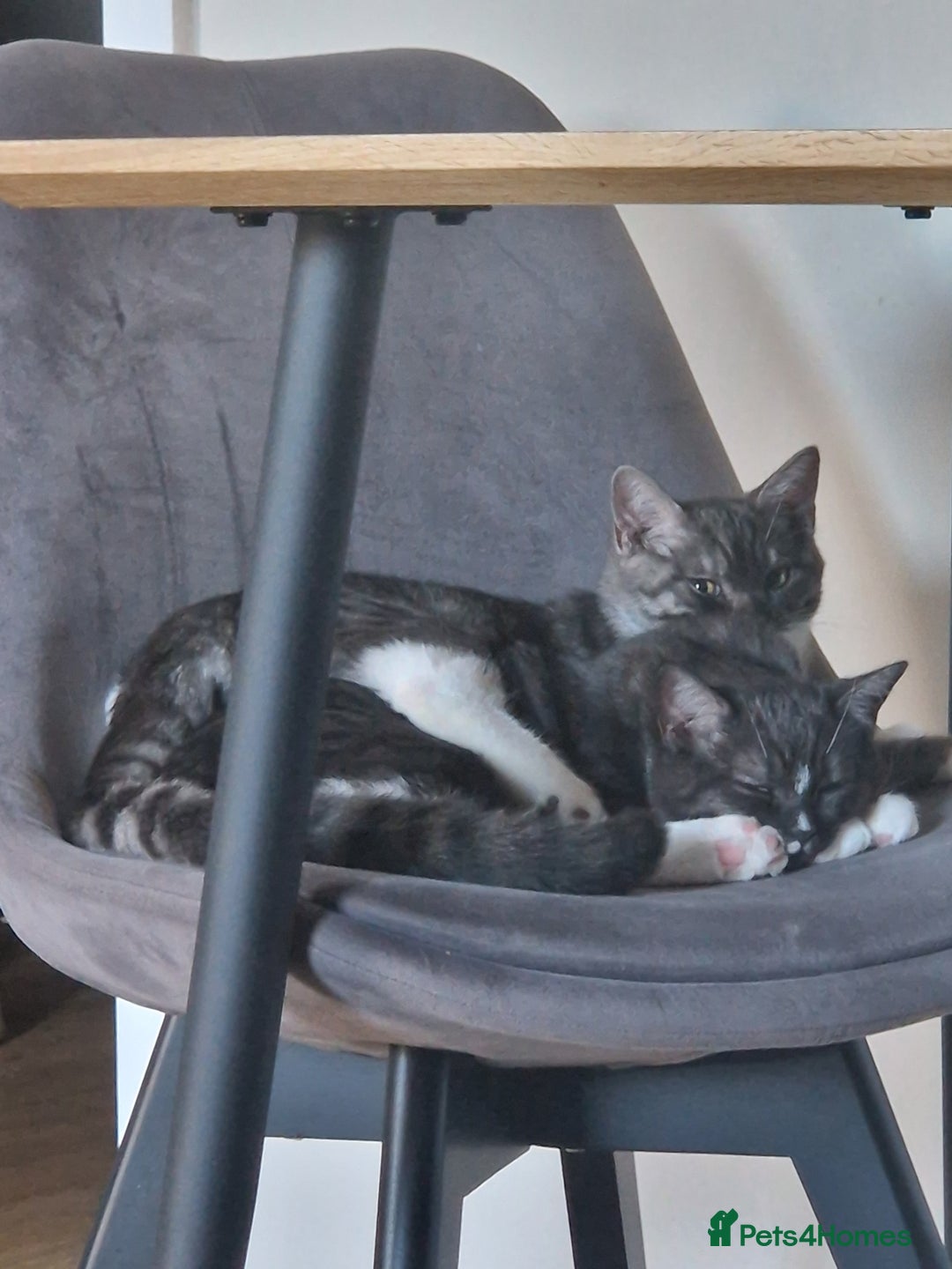 Ragdoll cats for sale: 2 ragdoll x british shorthair kittens  - Image 8