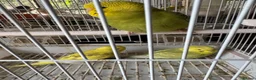 Budgerigars birds for sale: Budgies for sale - Advert 3