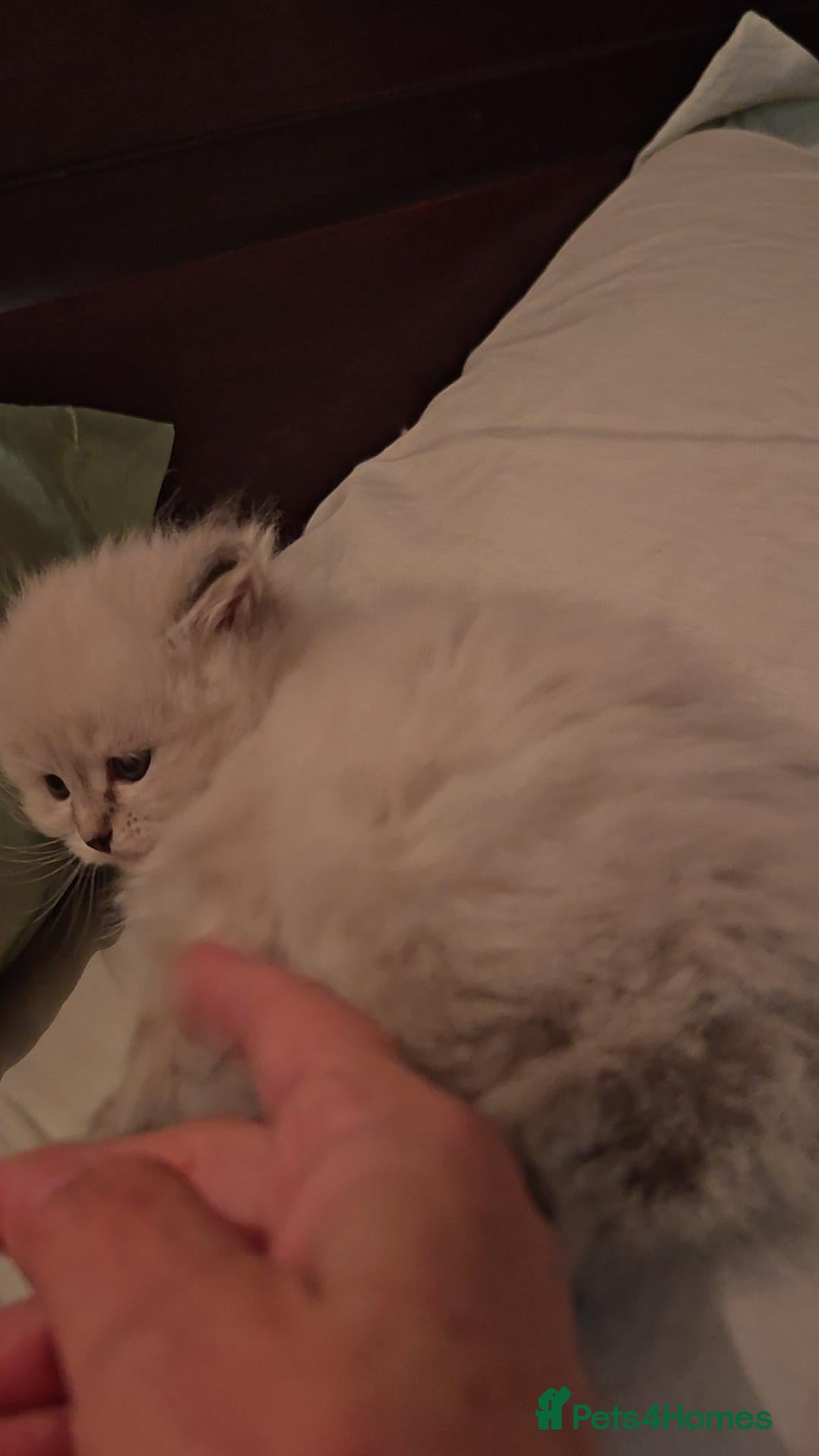 Siberian cats for sale: GCCF +TICA parents - Image 7
