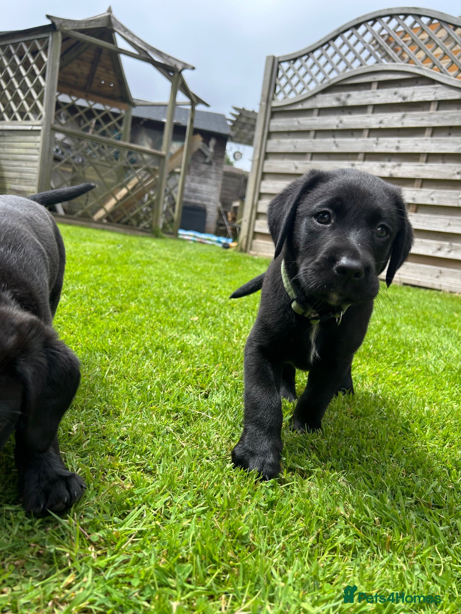 Borador dogs Labrador puppies - Advert 1