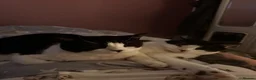 Mixed Breed cats for sale: Oreo and Moon in Barnoldswick - Advert 7