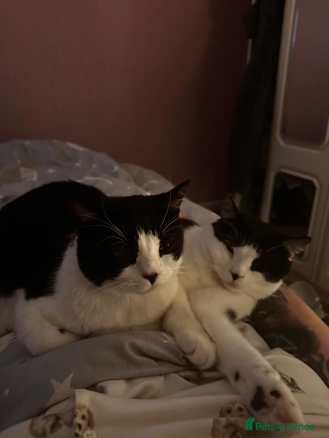 Mixed Breed cats for sale: Oreo and Moon in Barnoldswick - Advert 7