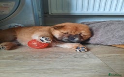 Chow Chow dogs for sale: Chow chow puppies for sale - Image 3