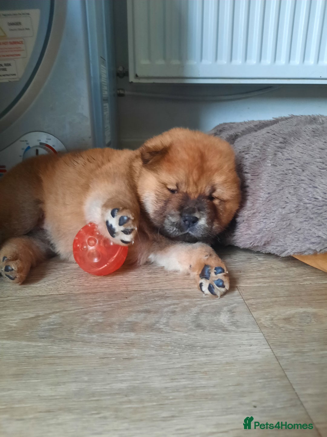 Chow Chow dogs for sale: Chow chow puppies for sale - Image 3