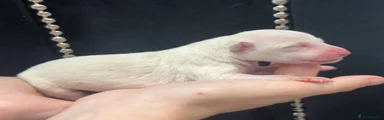Boy 