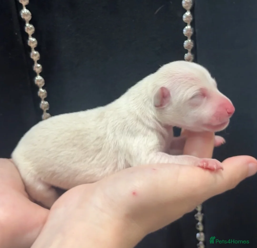 Italian Greyhound dogs for sale: Gorgeous Cream Boy Available - Advert 2