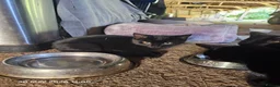 Mixed Breed cats for sale: 2 Black Male Barn Kittens  - Advert 4