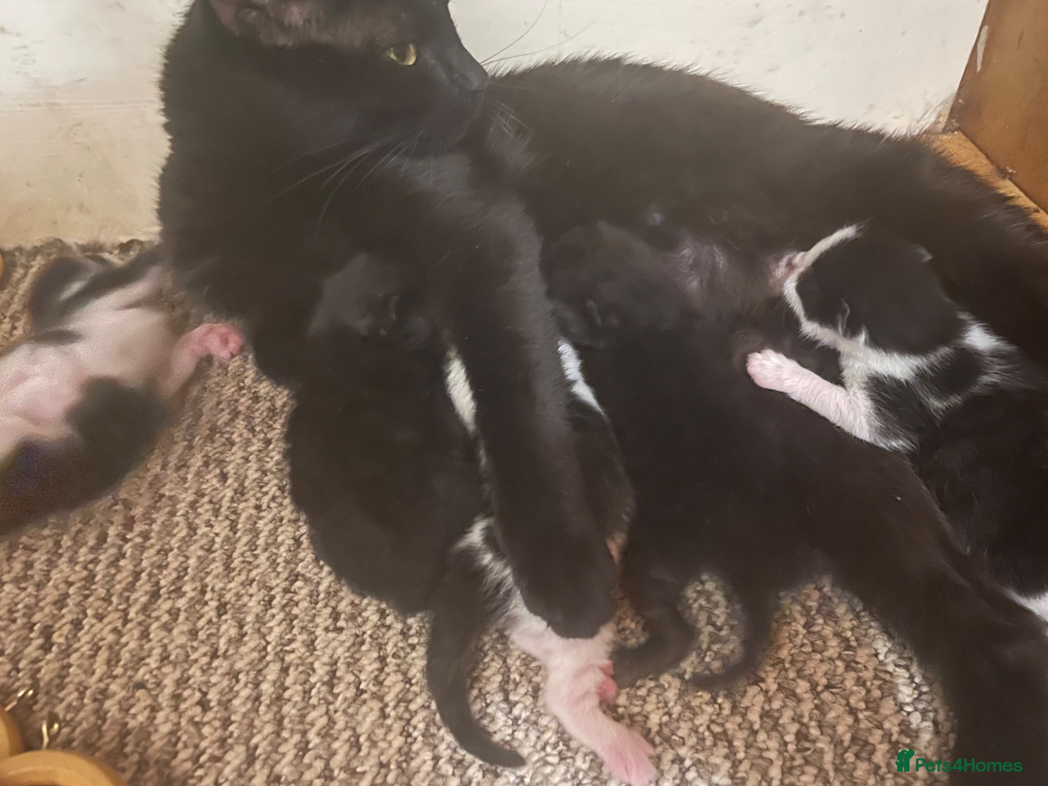 Domestic Shorthair cats Beautiful fluffy kittens  - Advert 1