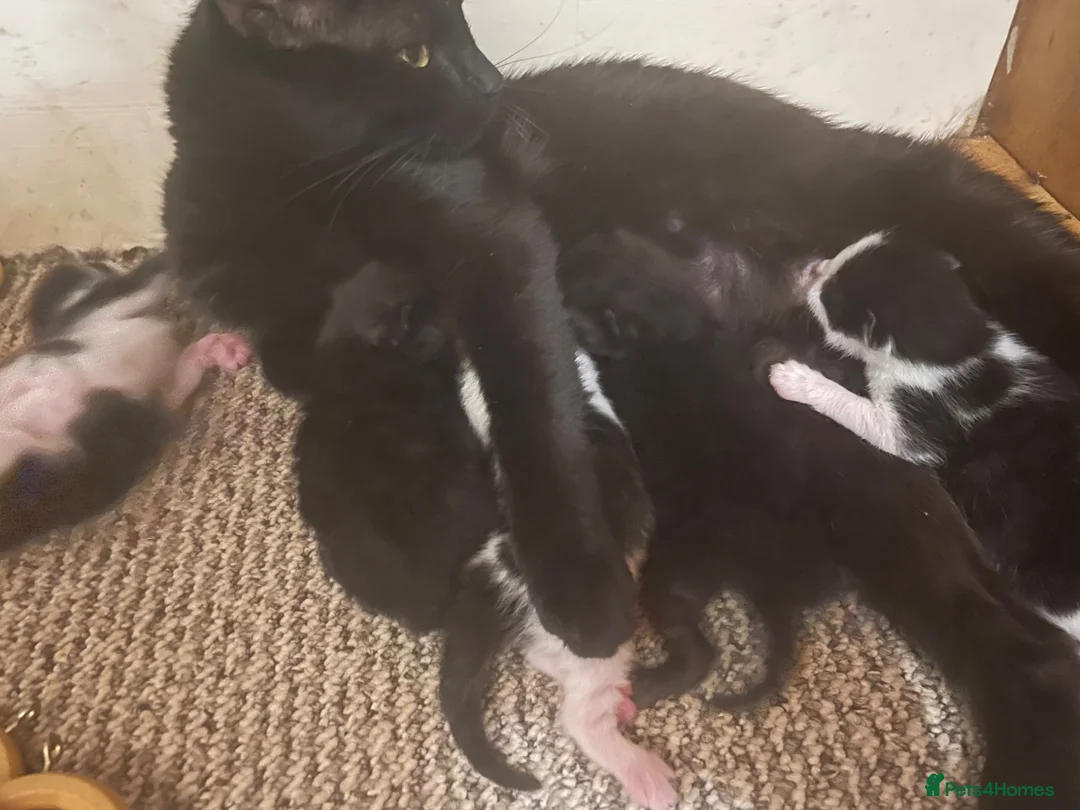 Domestic Shorthair cats for sale: Beautiful fluffy kittens  - Advert 1