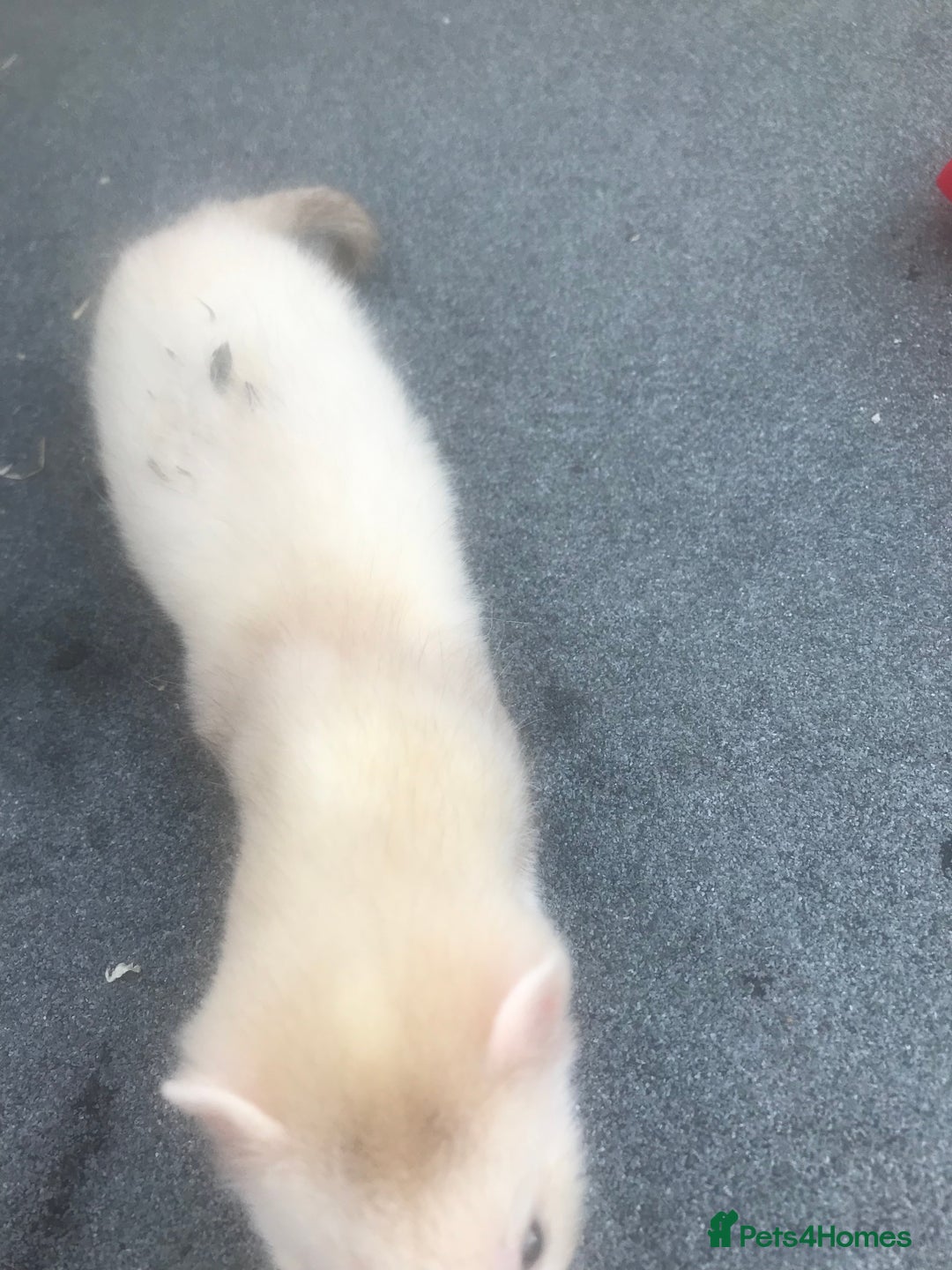 Ferret rodents for sale: Ferrets  - Image 3
