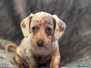 Miniature Dachshund dogs Miniature dachshunds 🩷🩷 - Advert 1