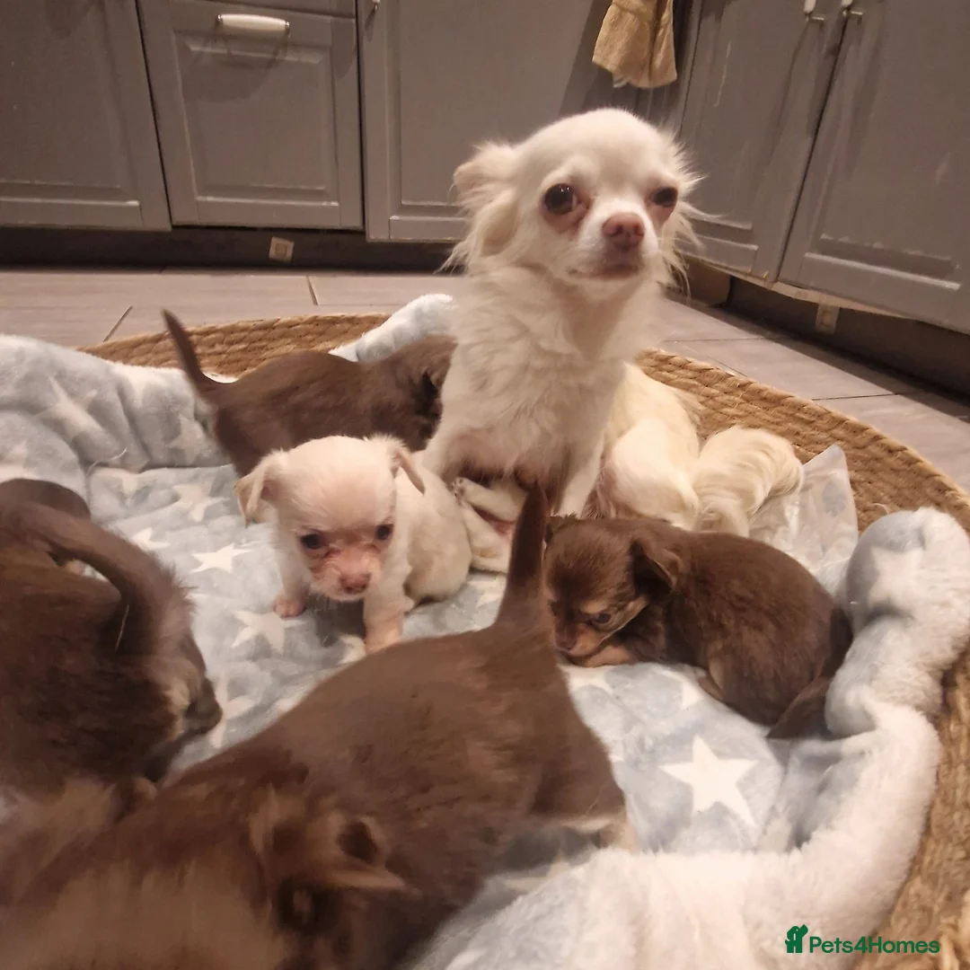 Chihuahua dogs for sale: Long coat Chihuahua puppies  - Advert 2