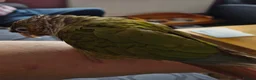Conures birds for sale: Green cheeked conure - Advert 6