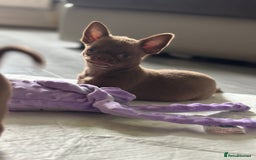 Chihuahua dogs for sale: Was my keeper, KC🩵 amazing future STUD or PET 🏡 - Image 4