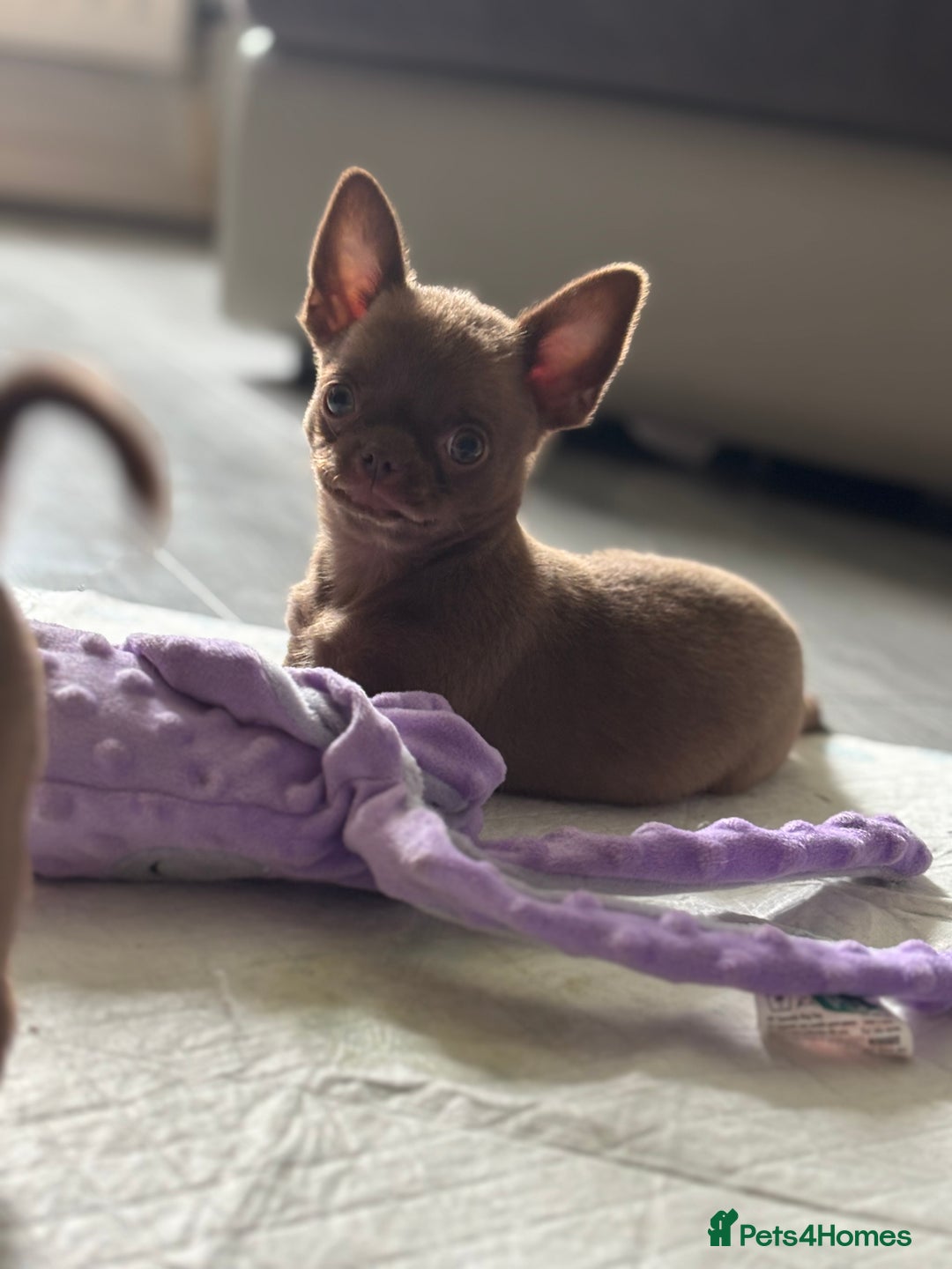 Chihuahua dogs for sale: Was my keeper, KC🩵 amazing future STUD or PET 🏡 - Image 4