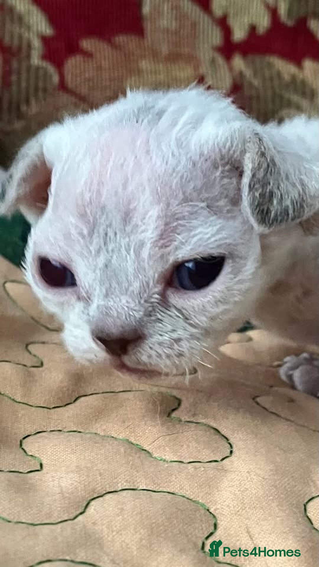 Devon Rex cats for sale: GCCF Devon Rex kittens - Image 8