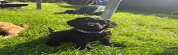Cockapoo dogs for sale: F1B Cockapoo puppy’s  - Advert 6