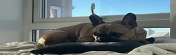 French Bulldog dogs for sale: French bulldog for rehoming - Advert 2