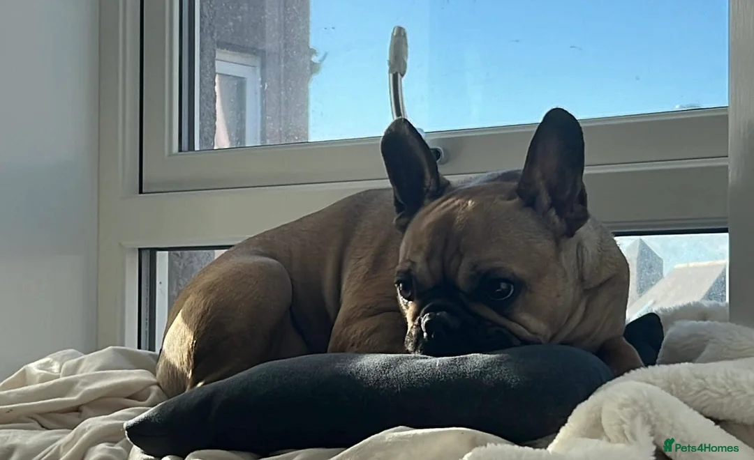 French Bulldog dogs for sale: French bulldog for rehoming - Advert 2