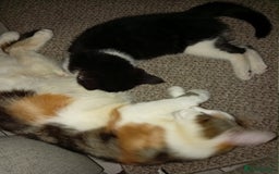 British Longhair cats for sale: Beautiful  - Image 6