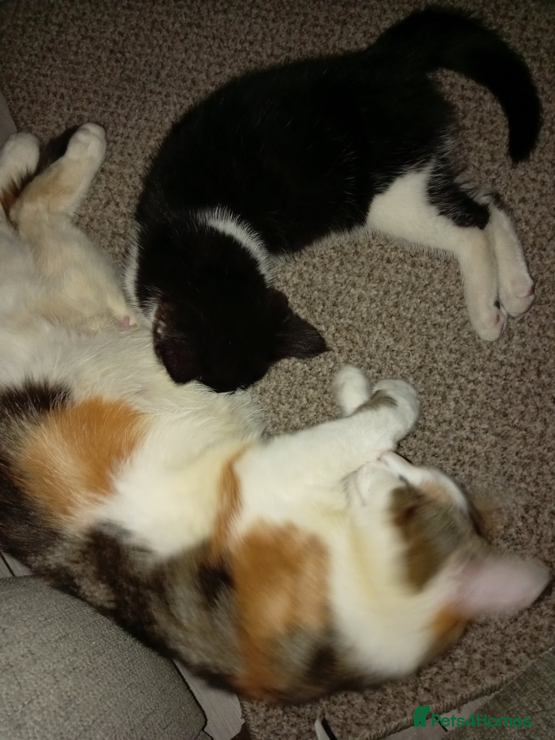British Longhair cats for sale: Beautiful  - Image 6