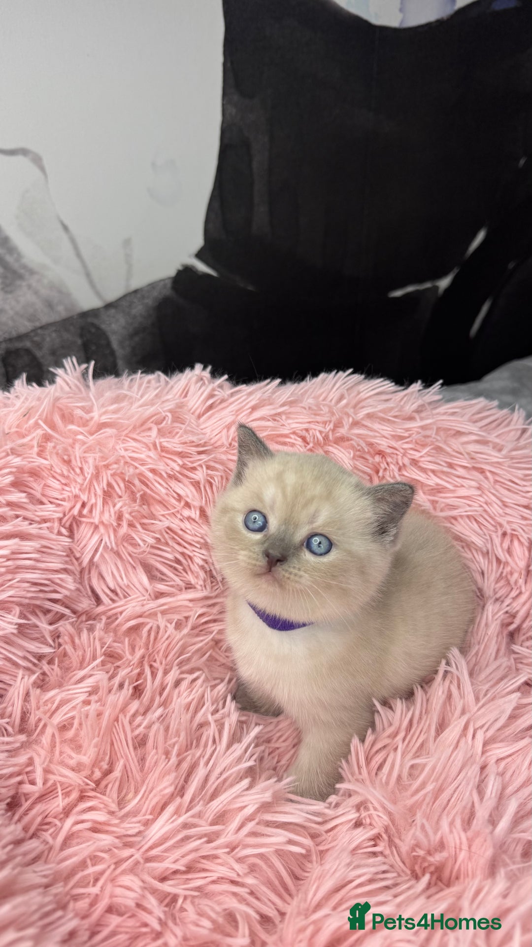 Scottish Fold cats for sale: Scottish fold adorable kitties 🐾  - Image 17