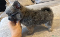 Pomeranian dogs for sale: Adorable Pomeranian Puppies - Image 7