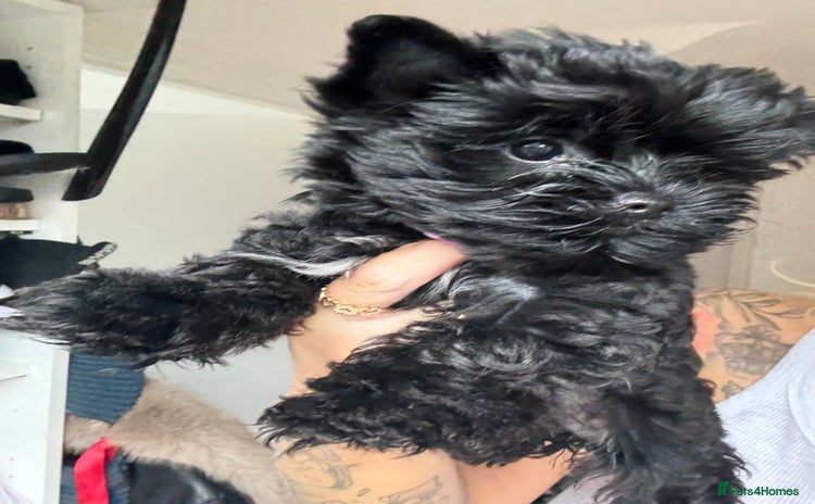 Yorkshire Terrier dogs Yorkshire terrier Black Biewer Ready To Leave ❣️❣️ - Advert 2