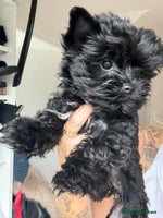 Yorkshire Terrier dogs Unique Yorkshire terrier Black Biewer Ready To GO - Advert 2