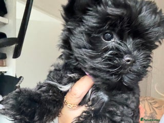 Yorkshire Terrier dogs Yorkshire terrier Black Biewer Ready To Leave ❣️❣️ - Advert 18