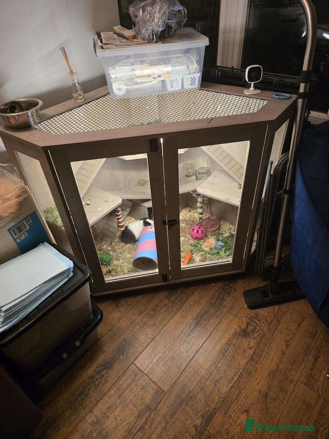 Guinea Pig rodents for sale: Guinea pig  - Image 2